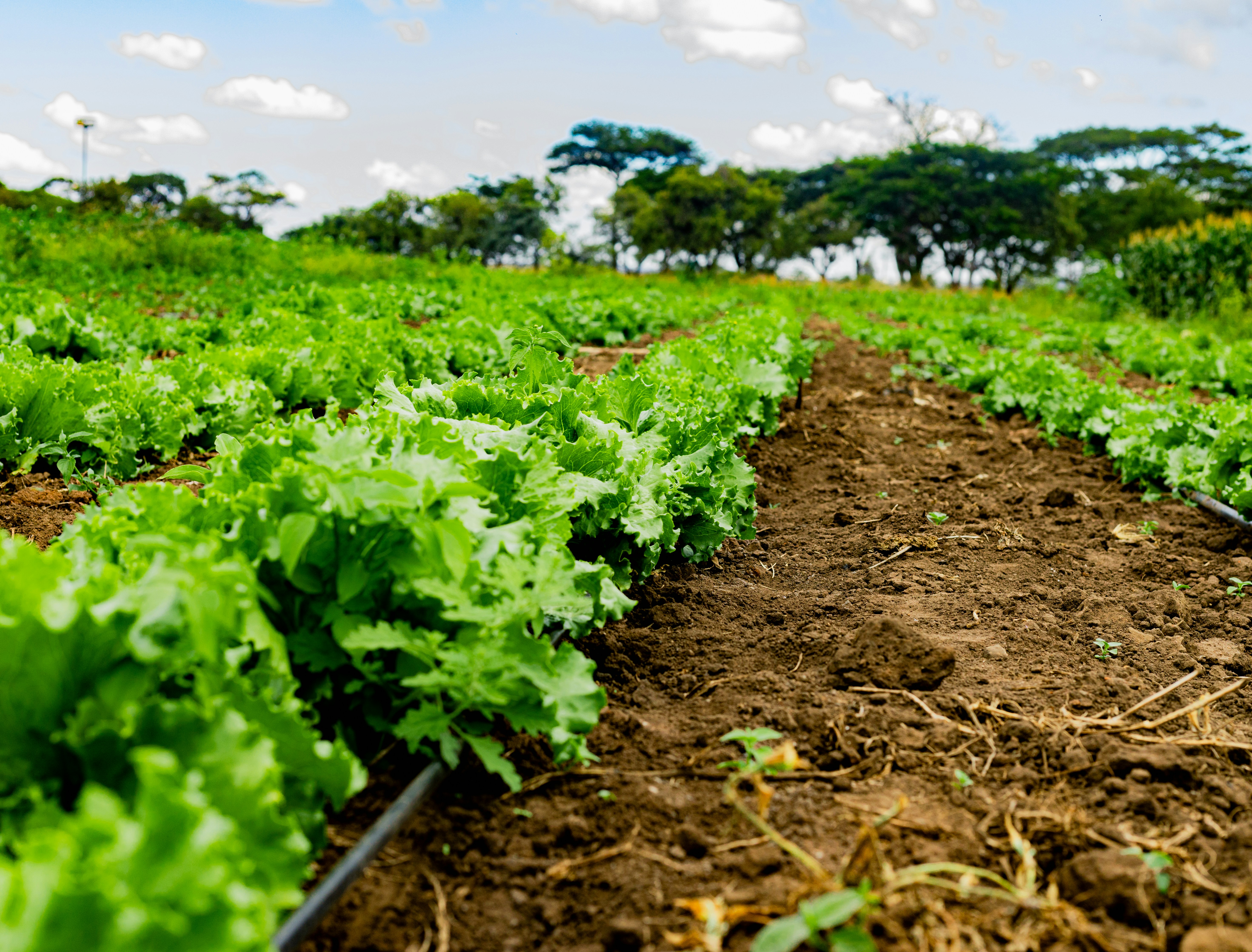Techniciens agricoles qualifiés